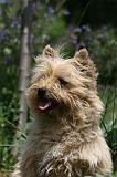 CAIRN TERRIER 575